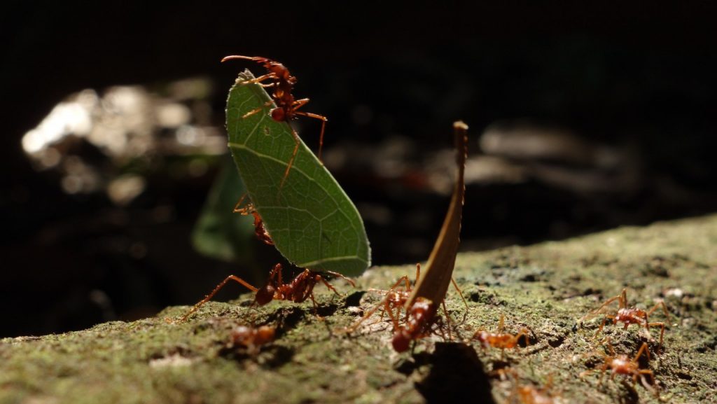 Leaf cutter ants. They are actually farmers... they put the leafs into a hole and cultivates fungus, which they eat.