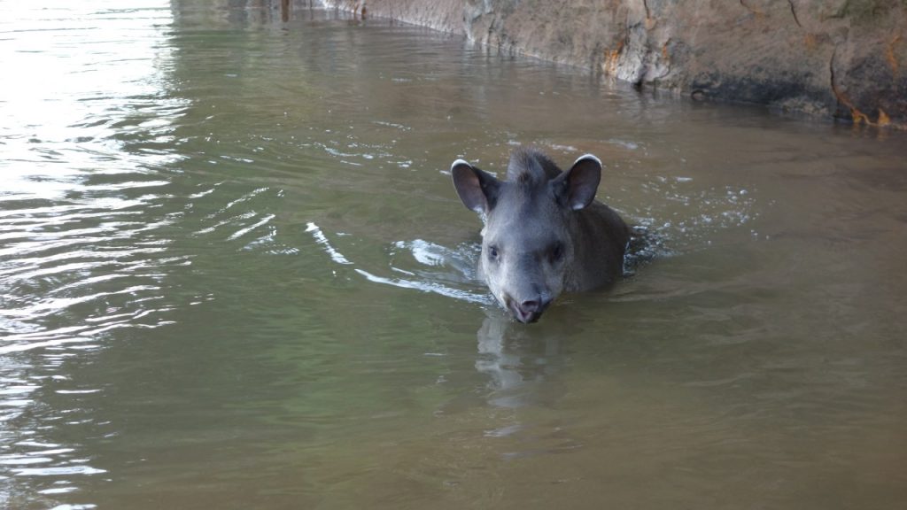 The house pet Tapir at Madidi Jungle Ecolodge. It was taken in when the mom was killed.