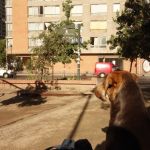 Look... a dog. There are a few loose dogs around in Santiago. Look... a dog. There are a few loose dogs around in Santiago.