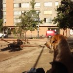 Look... a dog. There are a few loose dogs around in Santiago. Look... a dog. There are a few loose dogs around in Santiago.