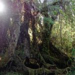 National park on Chiloé