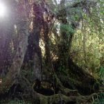 National park on Chiloé
