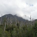 Dead trees from volcano eruption 3 years ago.