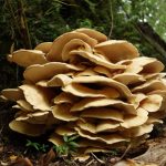 Parque Nacional Queulat