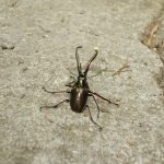 Parque Nacional Queulat