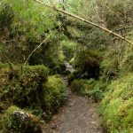 Parque Nacional Queulat