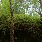 Parque Nacional Queulat