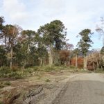 Some sort of moss growing on the trees. Mostly seen on dead trees, but on alive trees, the color-result is beautiful.