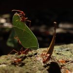 Leaf cutter ants. They are actually farmers... they put the leafs into a hole and cultivates fungus, which they eat.