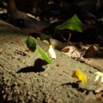 Leaf cutter ants. They are actually farmers... they put the leafs into a hole and cultivates fungus, which they eat.
