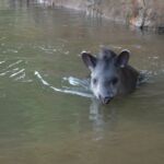 The house pet Tapir at Madidi Jungle Ecolodge. It was taken in when the mom was killed.