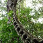 DNA-tree?