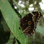Owl-eye butterfly