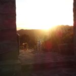 Dogs enjoying the sunset.