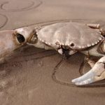 Captain Claw - the pirate :-)