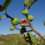 "Exploded" fig in Spain